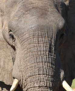 African Elephants 066