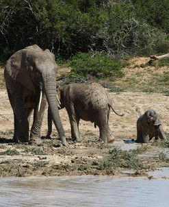 African Elephants 078