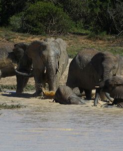 African Elephants 079