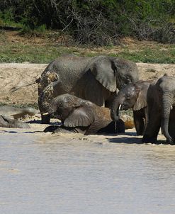 African Elephants 080