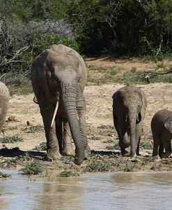 African Elephants 081