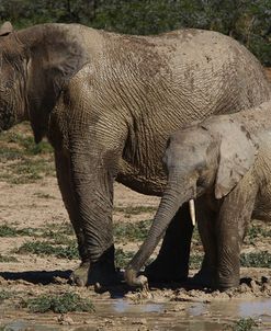 African Elephants 082