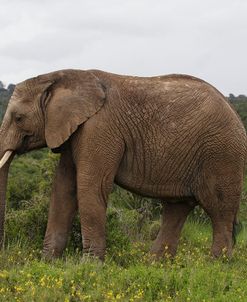 African Elephants 073