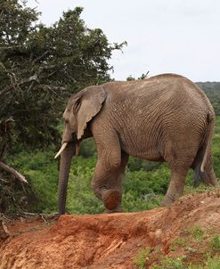 African Elephants 074