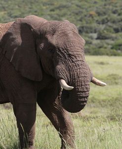 African Elephants 075