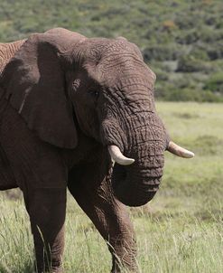 African Elephants 075