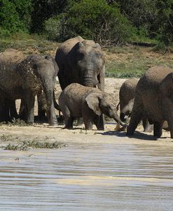 African Elephants 076
