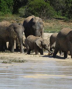 African Elephants 076