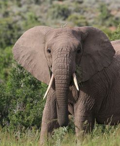 African Elephants 087