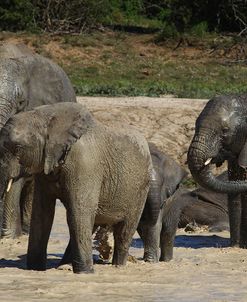 African Elephants 088