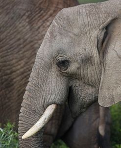 African Elephants 089