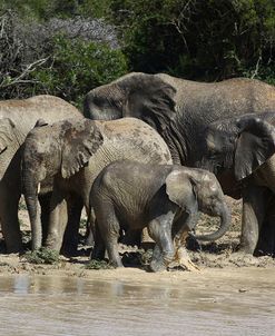 African Elephants 090