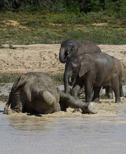 African Elephants 091
