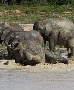 African Elephants 092