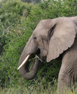 African Elephants 084