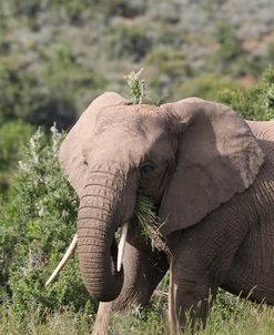 African Elephants 085