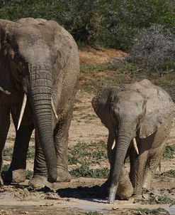 African Elephants 086
