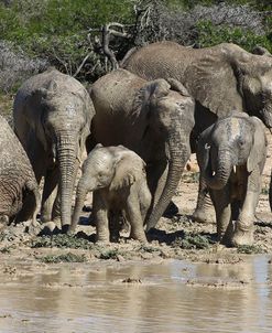 African Elephants 097