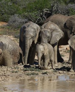 African Elephants 098