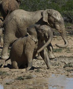 African Elephants 099