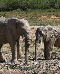 African Elephants 100