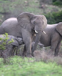 African Elephants 101
