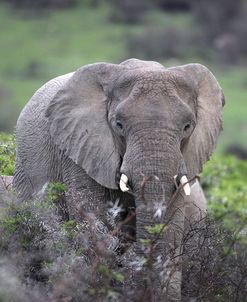 African Elephants 102