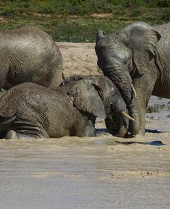 African Elephants 093