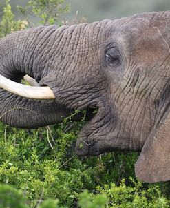African Elephants 094