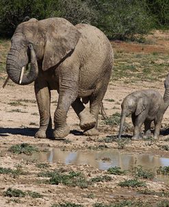 African Elephants 095