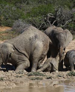 African Elephants 096