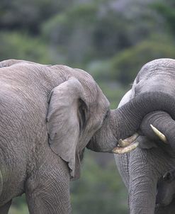 African Elephants 107