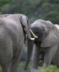African Elephants 108