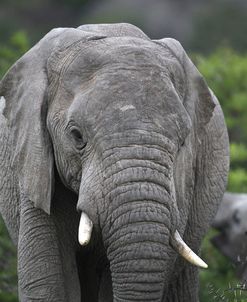 African Elephants 109