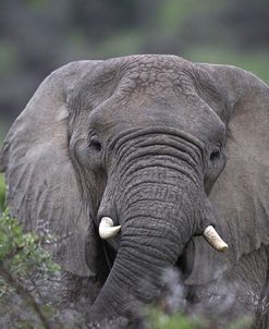 African Elephants 110