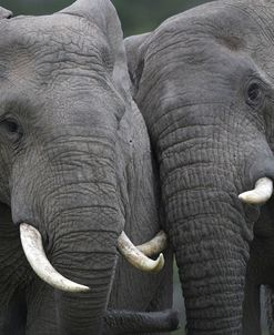 African Elephants 111