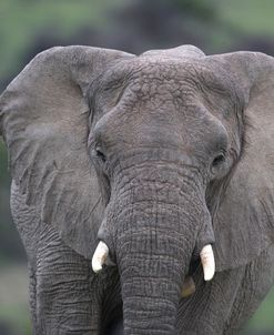 African Elephants 112