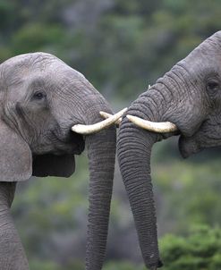 African Elephants 103