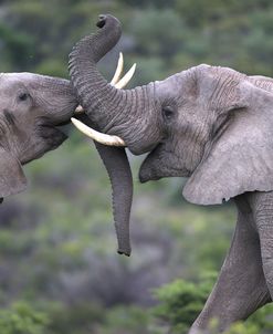 African Elephants 104