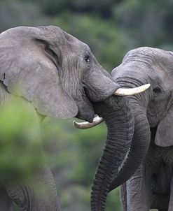 African Elephants 105