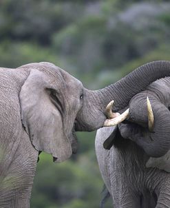 African Elephants 106