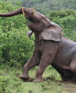 African Elephants 117