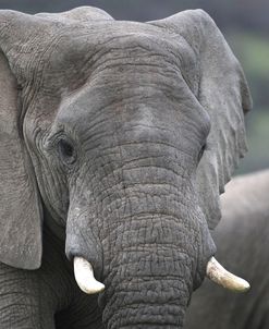 African Elephants 113