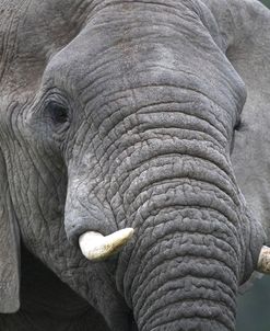 African Elephants 114