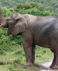 African Elephants 115