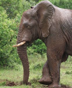 African Elephants 116