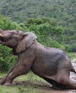 African Elephants 127