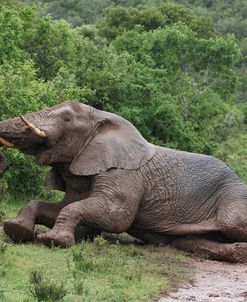 African Elephants 124