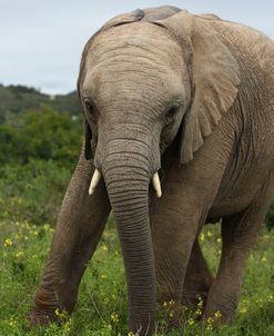 African Elephants 137