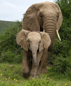 African Elephants 138